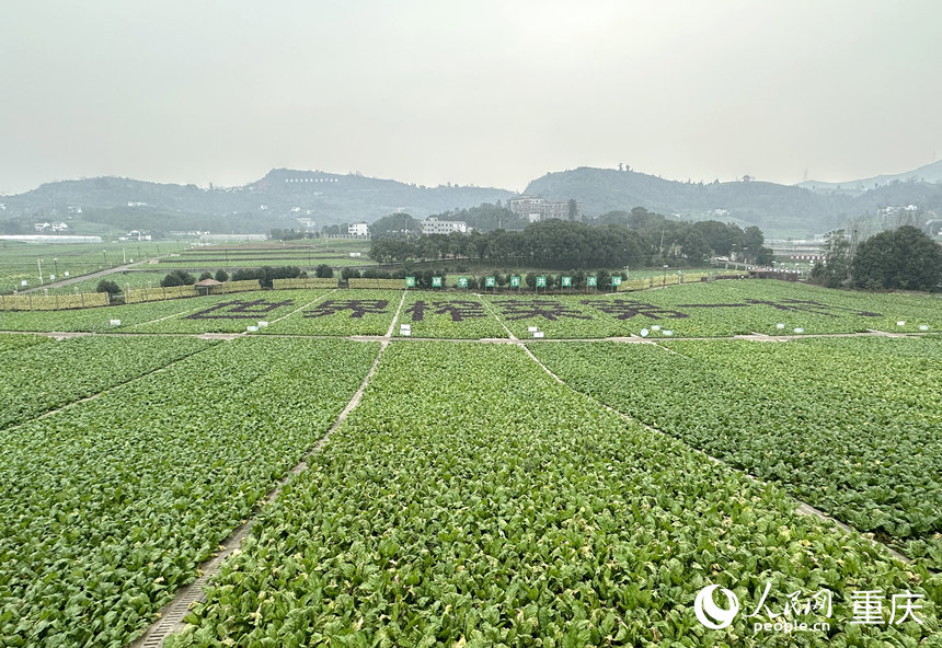 二渡村成片種植的青菜頭。人民網(wǎng)記者 劉政寧攝