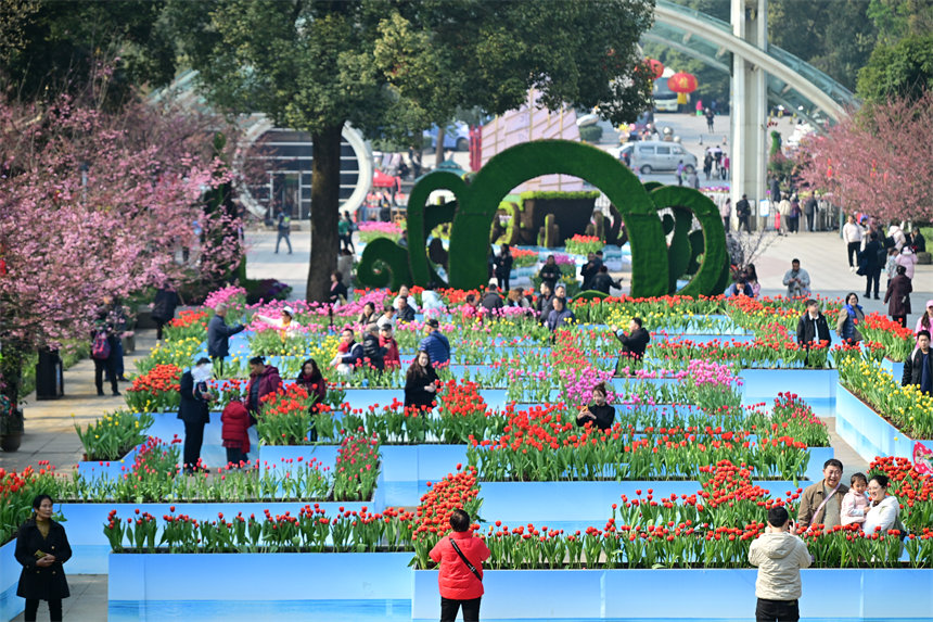 重慶南山植物園，市民游客前來賞花踏春歡度新春佳節(jié)。郭旭攝