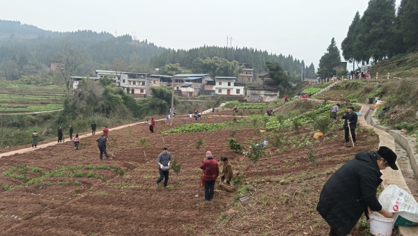 正安街道豐太村栽種彩色馬鈴薯。譚述田攝