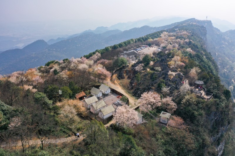 櫻花盛開時的云龜山景色。（資料圖）大盛鎮(zhèn)政府供圖