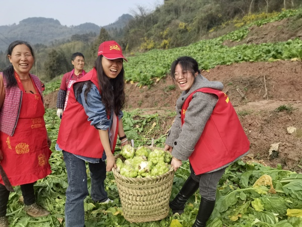 助農(nóng)收砍青菜頭。大順鎮(zhèn)供圖