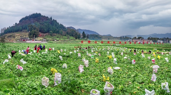 羅云鎮(zhèn)榨菜豐收。羅云鎮(zhèn)供圖