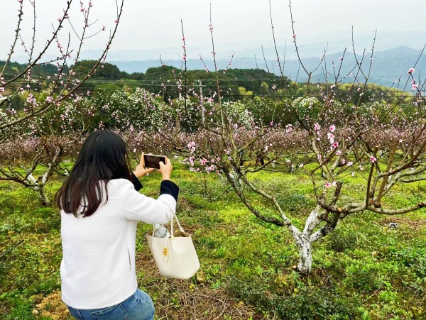 游客正在拍攝桃花。蔣海濤攝