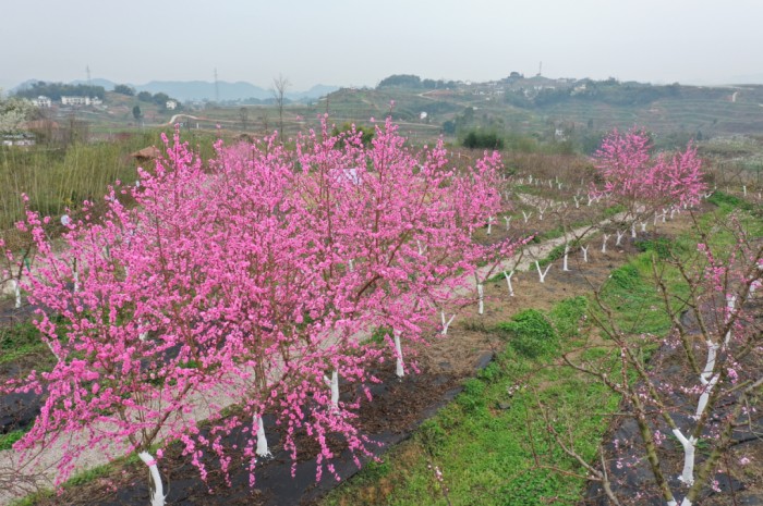 大灣鎮(zhèn)金鳳鄉(xiāng)桃花盛開(kāi)。任天駒攝