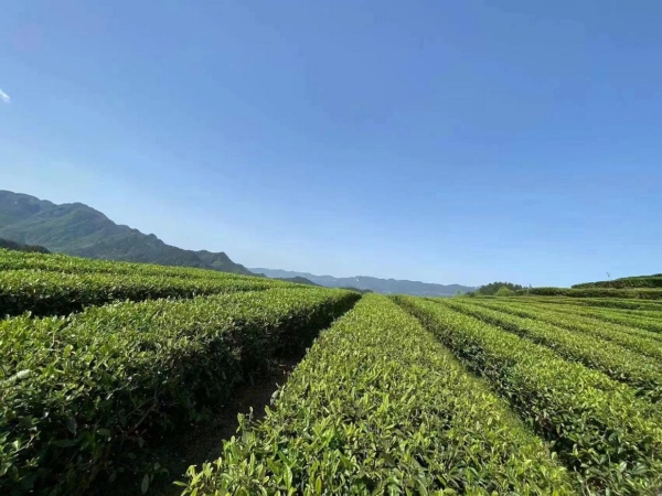 宜居貢茶。冉川攝