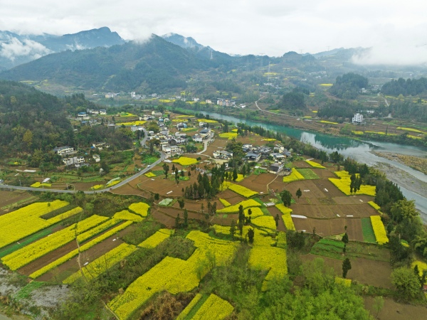 彭水縣保家鎮(zhèn)三江村的村莊、油菜花田園，在遠(yuǎn)山近水的映襯下，壯美如畫。趙勇攝