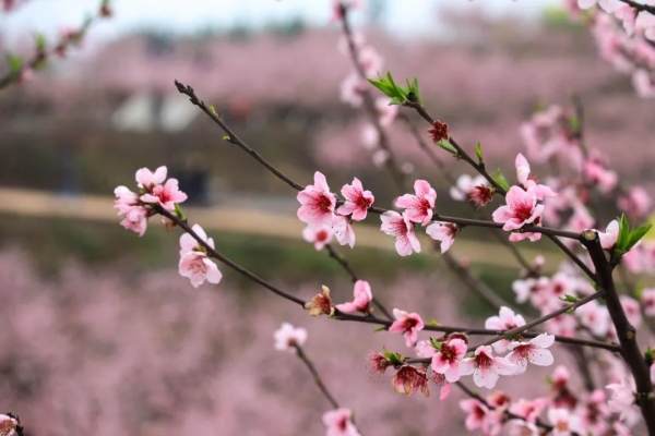 桃花朵朵開。渝北區(qū)文化旅游委供圖