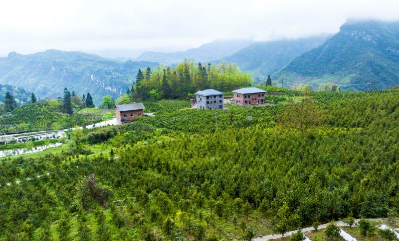 德隆鎮(zhèn)茶樹村，古樹茶種植面積已超過8200畝。甘昊旻攝