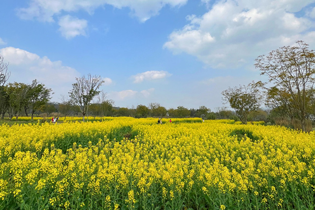 每到油菜花季，就有市民相約到重慶廣陽島上踏青賞花。鄒樂攝