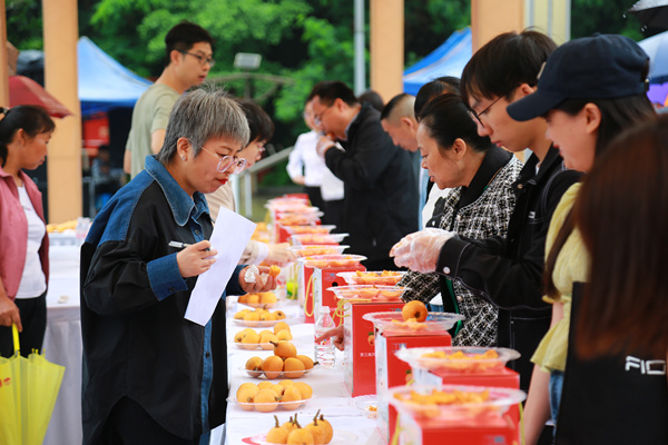 枇杷評比活動現(xiàn)場。長壽區(qū)江南街道供圖