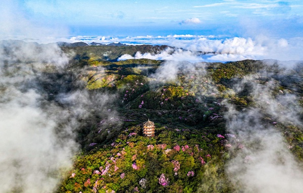 南川金佛山杜鵑花進(jìn)入最佳觀賞期