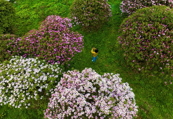 金佛山杜鵑花迎來最佳觀賞期。景區(qū)供圖