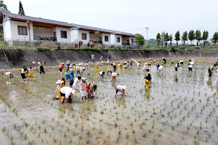 5月5日，北碚區(qū)天府鎮(zhèn)三間田藝術農場，參加研學活動的孩子們在工作人員的指導下起秧苗。特約攝影 秦廷富