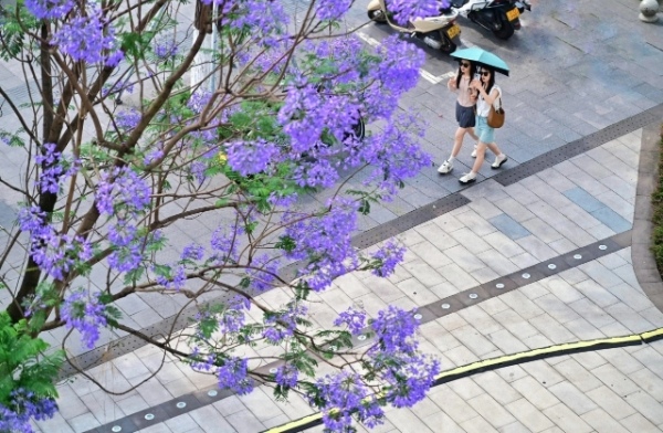 南濱路上藍花楹盛開。郭旭攝