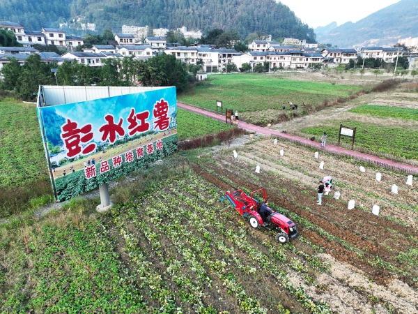 彭水紅薯新品種培育基地。彭水縣委宣傳部供圖