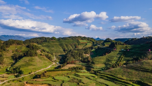 洪安鎮(zhèn)智慧茶園一角。胡程攝