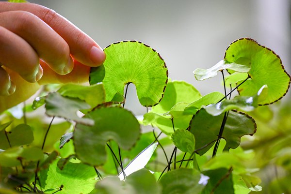 長勢良好的荷葉鐵線蕨。付作僑攝