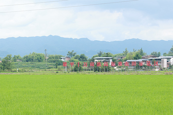 位于梁平區(qū)星橋鎮(zhèn)兩路村的高標(biāo)準(zhǔn)農(nóng)田示范基地。向詩佳攝