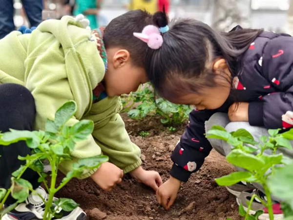 種西瓜。大學(xué)城樹人幼兒園供圖