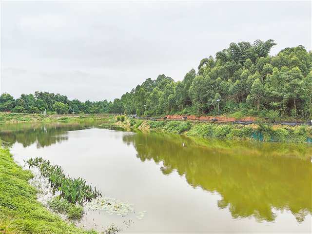 永川永榮鎮(zhèn)經(jīng)過黑臭水體治理后的姜家坪塘變成了濕地公園。首席記者 陳維燈 攝/視覺重慶