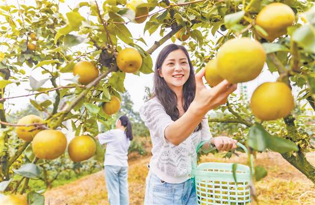 7月4日，巴南區(qū)二圣鎮(zhèn)集體村梨園，游客感受采摘樂趣。通訊員 劉紀湄 攝/視覺重慶