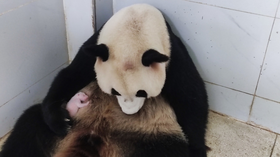 大熊貓“好奇”和它的幼崽。重慶動物園供圖