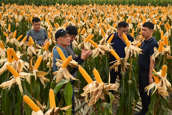 與會(huì)專家深入田間地頭觀察各品種玉米。李波攝