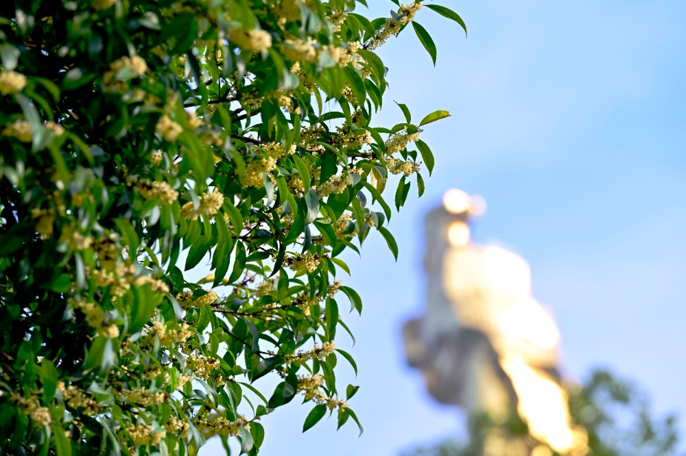 10月15日，南岸區(qū)南山，桂花飄香，香甜的桂花與大金鷹同框 。特約攝影 郭旭