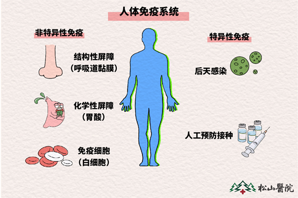 人體免疫系統(tǒng)。重慶松山醫(yī)院供圖