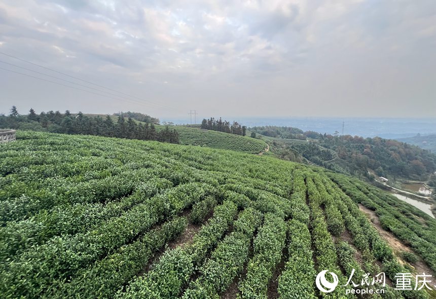 石橋鎮(zhèn)的萬畝茶海。人民網(wǎng)記者 胡虹攝